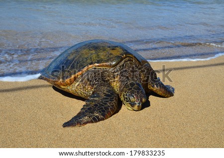 Giant Green Sea Turtle on beach. Maui