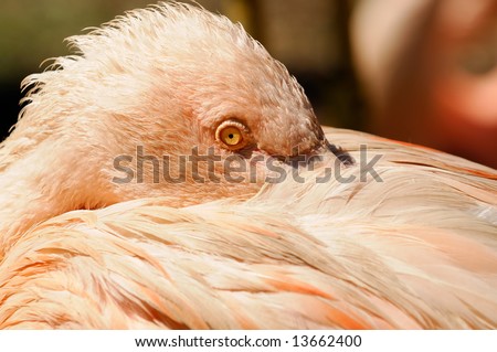 Flamingo Close-up