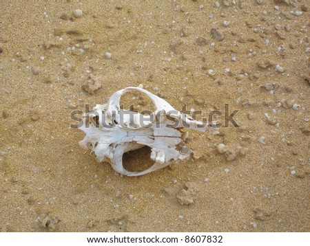 a white goat skull on the sand