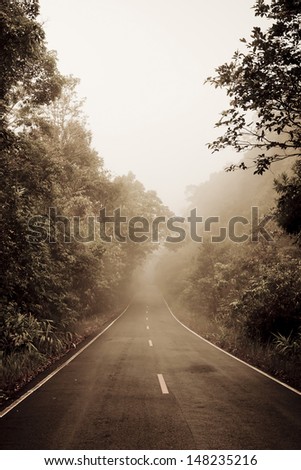 Road through the forest - Road with smog