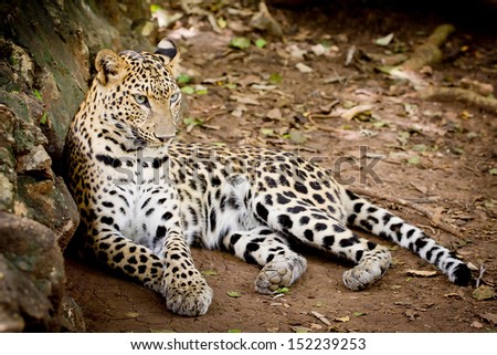 Angry wild leopard