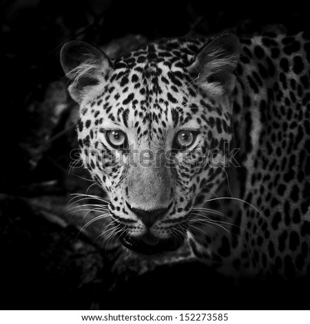 close up Black and White Leopard Portrait