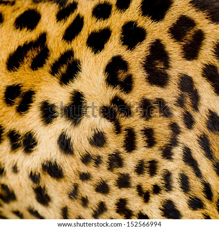 Leopard fur background