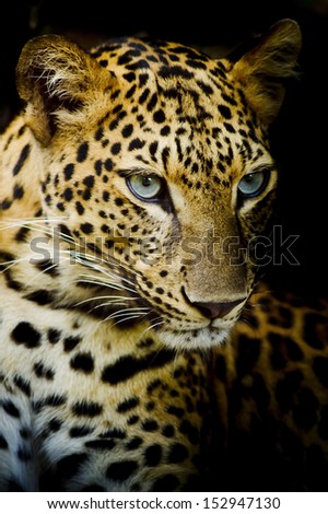 Leopard portrait Leopard portrait