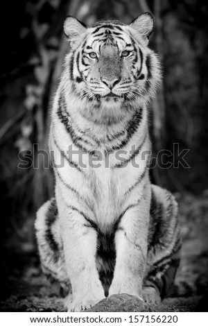Black & White Tiger Black & White Tiger