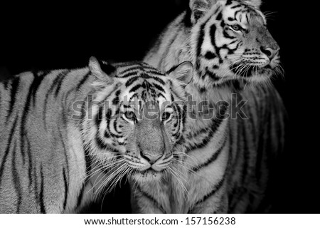 Black & White of two tigers