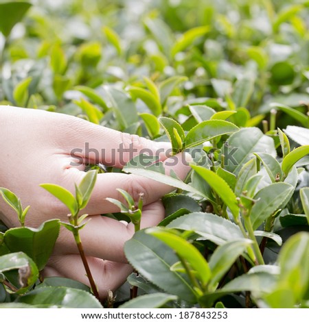 tea picking hand