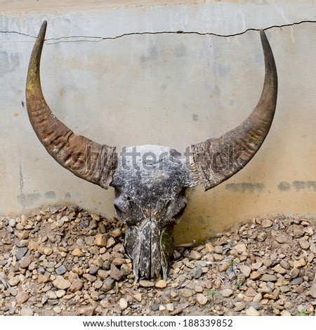 head skull of bull