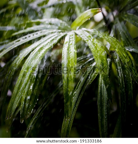 Fresh green flower leaves with raindrops