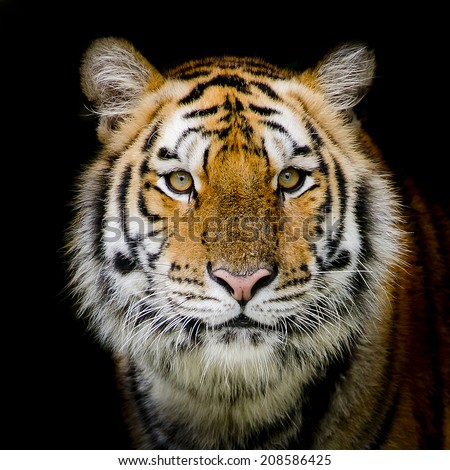 Tiger Tiger