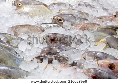 Fresh fishes on ice at the fish market