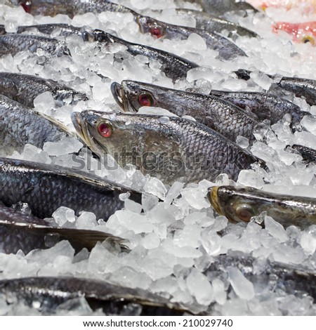 Fresh fishes on ice at the fish market
