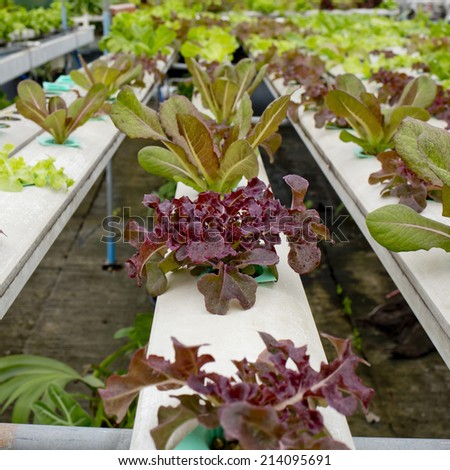 Organic hydroponic vegetable garden in Thailand merket