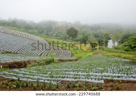 Agricultural industry. Growing salad vegetables on field