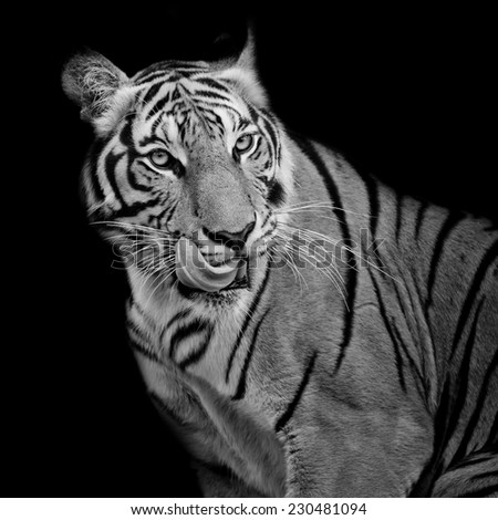 Black and White Tiger hungry