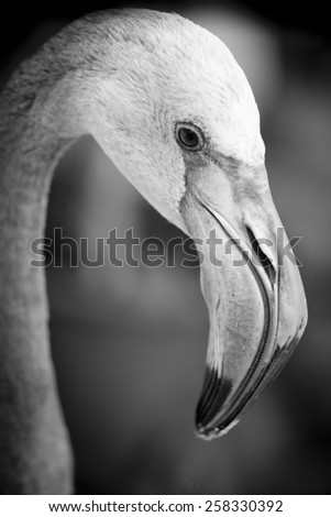 Closeup of a flamingo face - black and white
