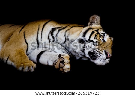 tiger sleep on one\'s side isolated on black background