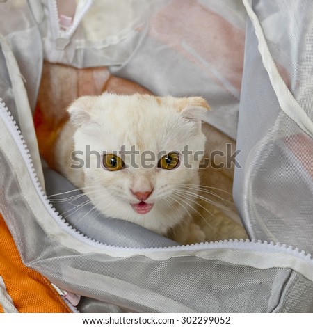 Baby white cat in plastic bag looking