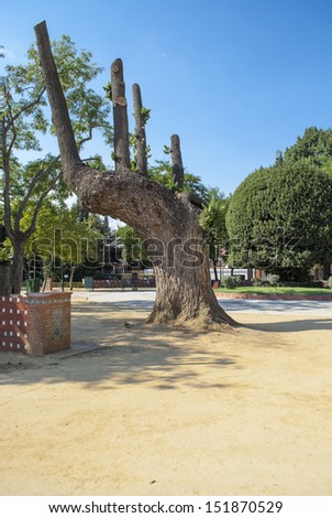 ancient tree in the plaza of Toledo