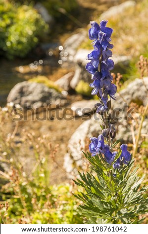 plant with purple flower with the river behind