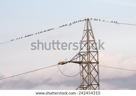 starlings flying on top of an electric pole