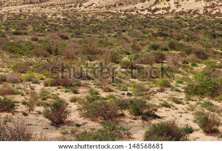 Typical vegetation of Fuerteventura, Canary Islands: green bushes growing in the sand