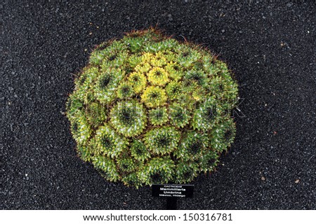 Lanzarote, Canary Islands. A green and yellow cactus that has the shape of a ball, with a plaque with the latin name, in a cactus park designed by the artist Cesar Manrique. (Mammillaria Umbrina)