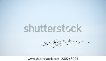 A flock of small birds flying against a blue sky on a sunny day in Essaouira, Morocco.