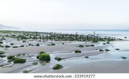 Small rocks covered by thick green sea weed in the shore of the Atlantic Ocean in the morning light near Agadir in Morocco.