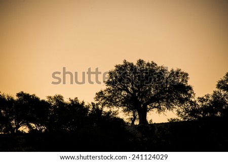 A silhouette of argan trees against the morining sky in an argan tree plantation in Morocco in the spring.