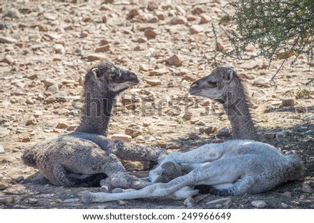 Two baby cames sitting in a shade on the rocky ground looking at each other in Morocco in the spring.
