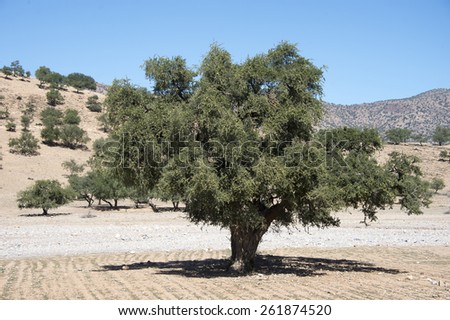 Olive trees growing in a tree plantation in Morocco in the spring.