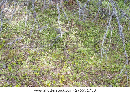 A forest meadow with lots of blooming white lingonberry flowers in a forest \
in finland in June 2014.