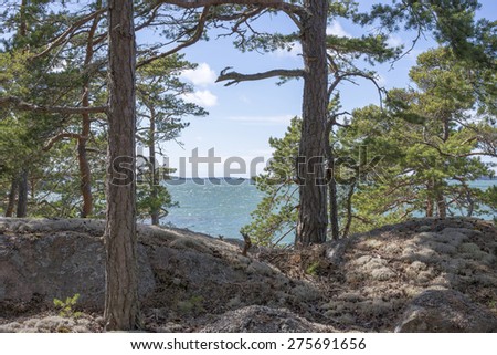 A view to the Pohjanlahti sea from the midst of  pine trees on a sunny day during the midsummer in Pohjanlahti in Kustavi, Finland, on June 21st, 2014.