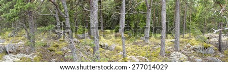A panoramic wide view into Finnish forest in the summer with lots of pine trees and moss   in June 2014.