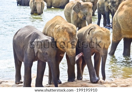Pinnawala Elephant Orphanage, An Orphanage / Nursery And Captive Breeding Ground For Wild Asian Elephants Located At Pinnawala Village, Kegalle – Sri Lanka