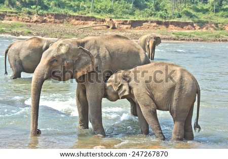 Elephants At Pinnawala Elephant Orphanage, An Orphanage, Nursery And Captive Breeding Ground For Wild Asian Elephants