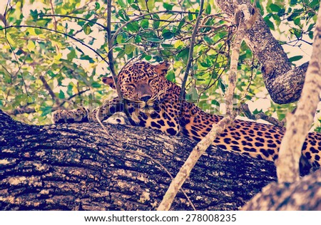 Sri Lankan Endemic Leopard - Panthera Pardus Kotiya. The population of Sri Lankan Leopard is believed to be declining due to threats and no subpopulation is larger than 250 (With Instagram Effect)