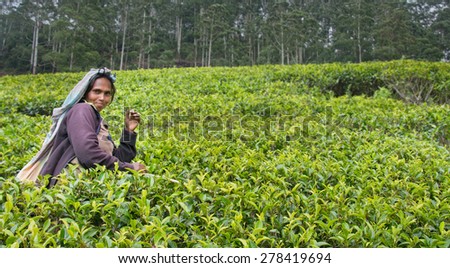 NUWARA ELIYA, SRI LANKA   APRIL 06: A Tamil woman from Sri Lanka breaks tea leaves on tea plantation with the traditional tea plucking method at labookellie, Sri Lanka on 06th April, 2015