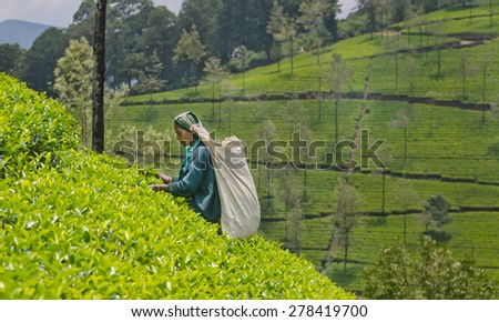 NUWARA ELIYA, SRI LANKA  APRIL 06: A Tamil woman from Sri Lanka breaks tea leaves on tea plantation with the traditional tea plucking method at labookellie, Sri Lanka on 06th April, 2015
