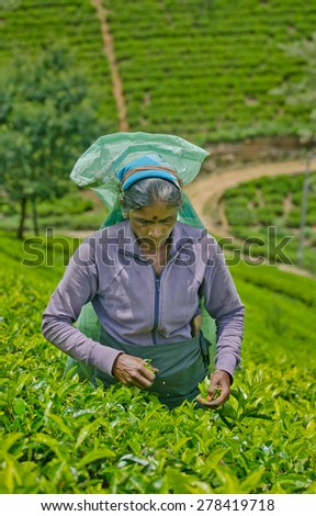NUWARA ELIYA, SRI LANKA  APRIL 06: A Tamil woman from Sri Lanka breaks tea leaves on tea plantation with the traditional tea plucking method at labookellie, Sri Lanka on 06th April, 2015