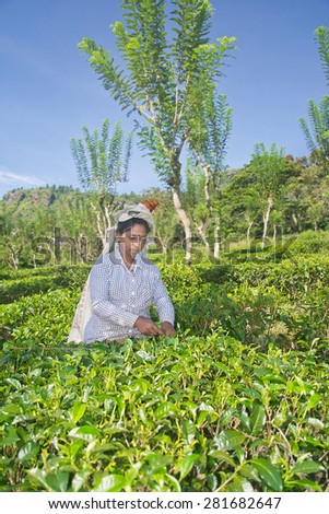ELLA, SRI LANKA  MAY 21- A Tamil woman from Sri Lanka breaks tea leaves on tea plantation with the traditional tea plucking method at Ella, Sri Lanka on 21st  May 2015