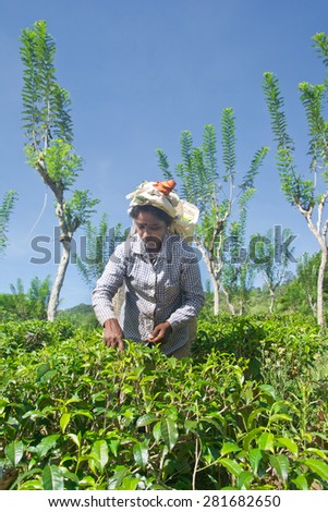 ELLA, SRI LANKA  MAY 21- A Tamil woman from Sri Lanka breaks tea leaves on tea plantation with the traditional tea plucking method at Ella, Sri Lanka on 21st  May 2015