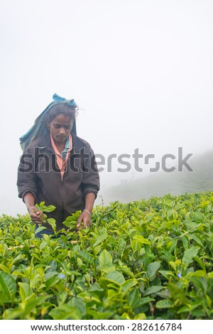 HAPUTALE ,SRI LANKA  MAY 22 - A Tamil woman from Sri Lanka breaks tea leaves on tea plantation with the traditional tea plucking method at haputale, Sri Lanka on 22nd  May, 2015
