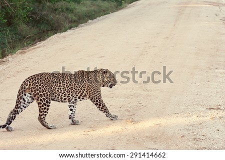 Sri Lankan Endemic Leopard - Panthera Pardus Kotiya. The Population Is Believed To Be Declining Due To Numerous Threats And No Sub population Is Larger Than 250 Individuals (With Instagram Effect)