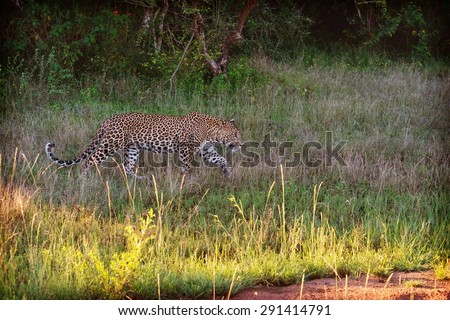 Sri Lankan Endemic Leopard - Panthera Pardus Kotiya. The Population Is Believed To Be Declining Due To Numerous Threats And No Sub population Is Larger Than 250 Individuals (With Instagram Effect)