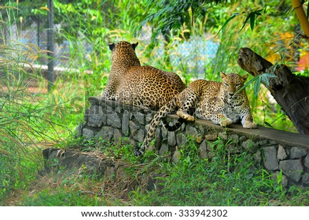 Sri Lankan Endemic Leopard At Pinnawala Open Air Zoo. The Population Of Sri Lankan Leopard Is Believed To Be Declining Due To Numerous Threats And No Subpopulation Is Larger Than 250 Individuals