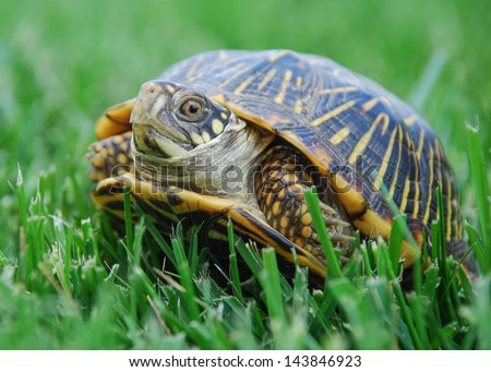 Box Turtle on grass