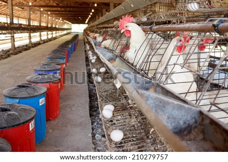Chickens in battery cages laying eggs