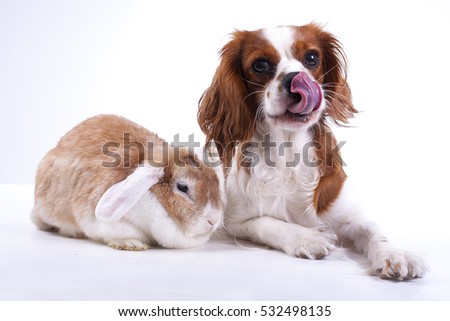 Adorable animals love each other. Dog with lop rabbit posing together in  studio. Real animal friends. Real friends. - Stock Image - Everypixel
